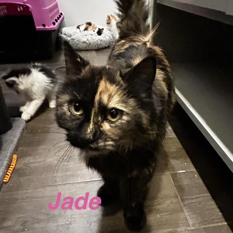 An adult medium-sized female Tortoiseshell Domestic Long Hair cat named Jade Hughes for adoption in Eagle Mountain, UT