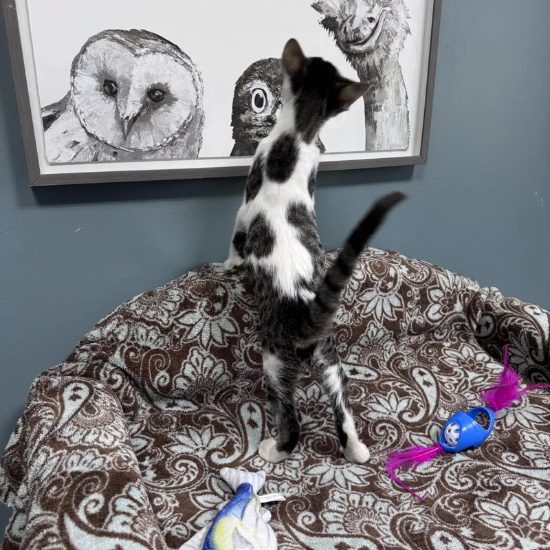 A young medium-sized male Tabby (Brown / Chocolate) Domestic Short Hair cat named Ghost for adoption in Sunset Hills, MO