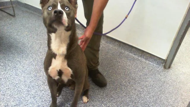 A young large-sized male Mixed Breed dog named A for adoption in Charlotte, NC
