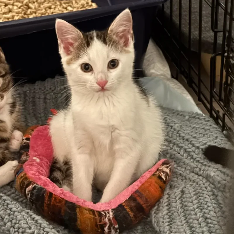 A baby small-sized female White Domestic Short Hair cat named Cece for adoption in Ridgewood, NY