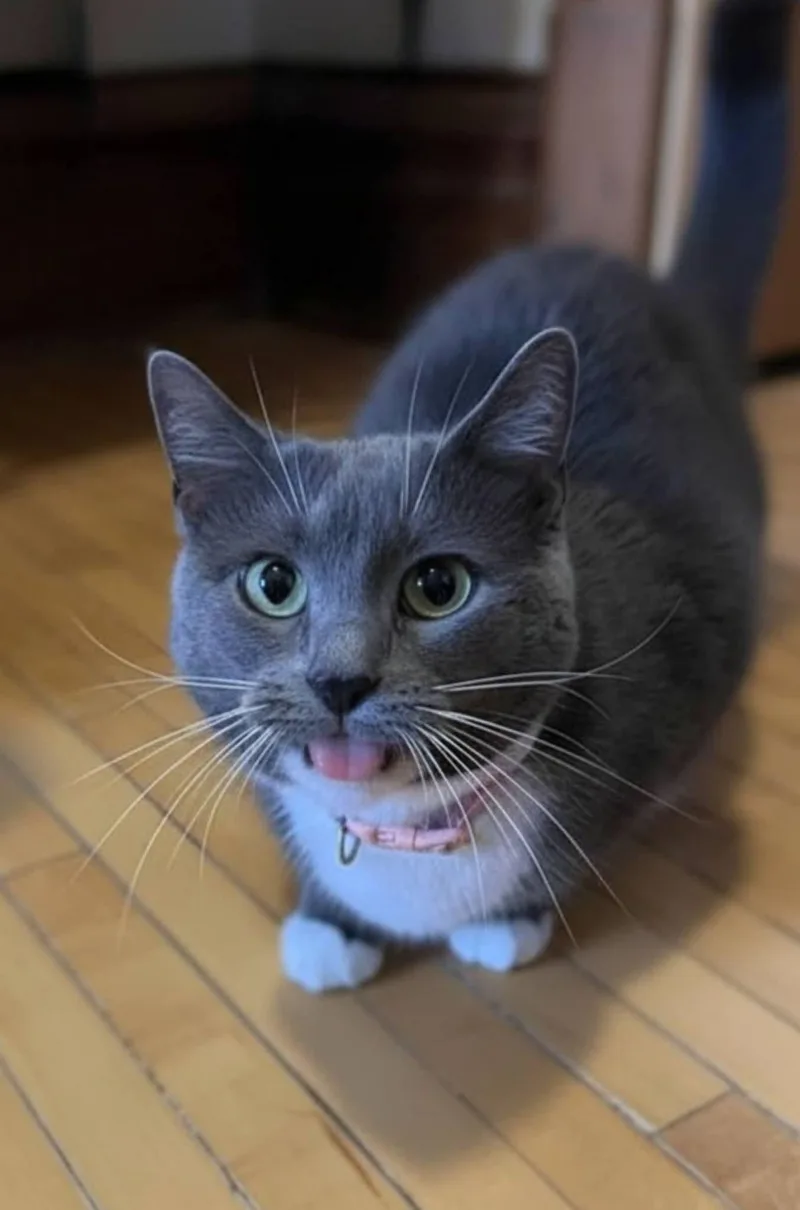 Mochi thumbnail 3