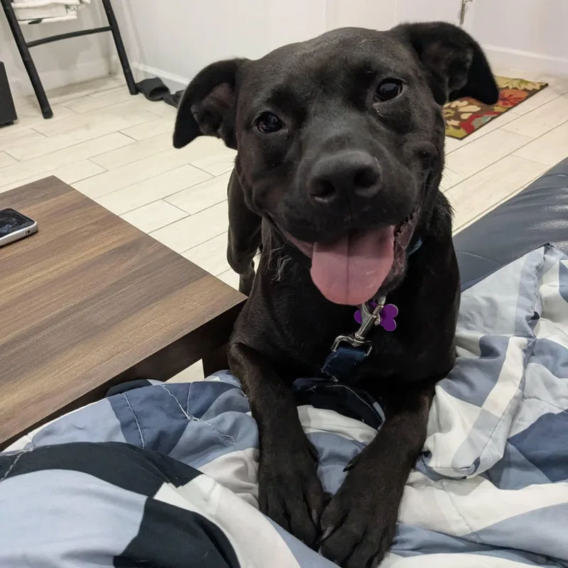 Pepper aka Pihu thumbnail 3