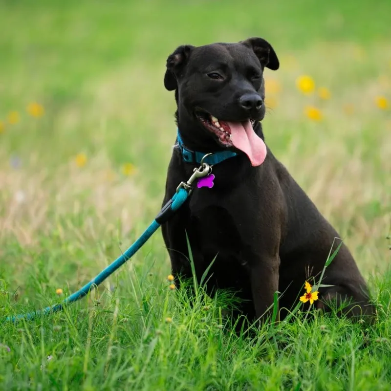 Pepper aka Pihu thumbnail 4