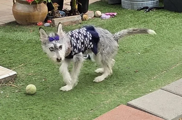 A young small-sized female Schnauzer dog named Kia for adoption in Fallbrook, CA