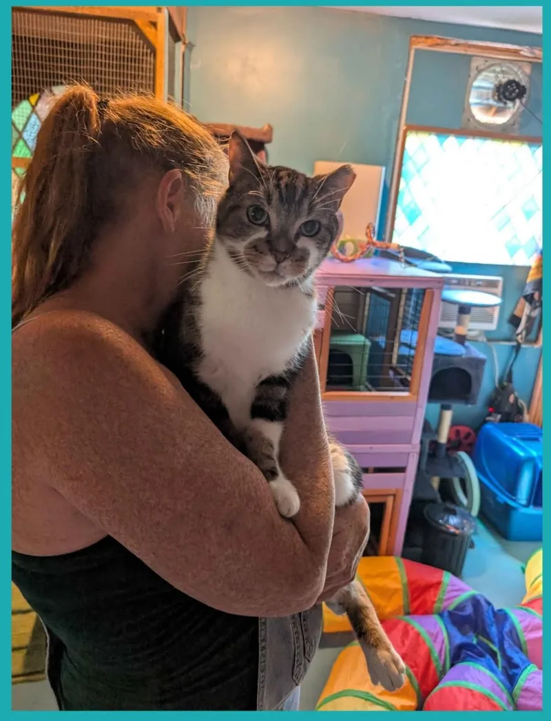 An adult large-sized male American Shorthair cat named Steve for adoption in Eagle Bridge, NY