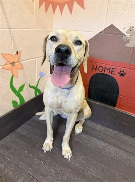An adult medium-sized female Labrador Retriever dog named Ginger for adoption in Castaic, CA