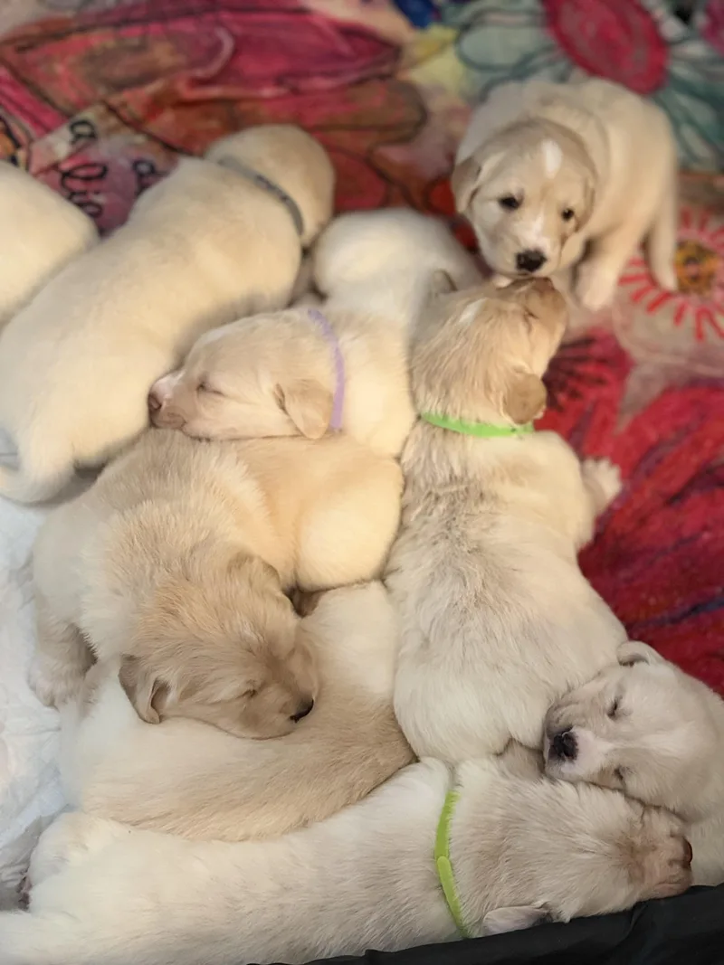 A baby medium-sized male Golden Labrador Retriever dog named Garfieldgoofygonzo for adoption in Pflugerville, TX