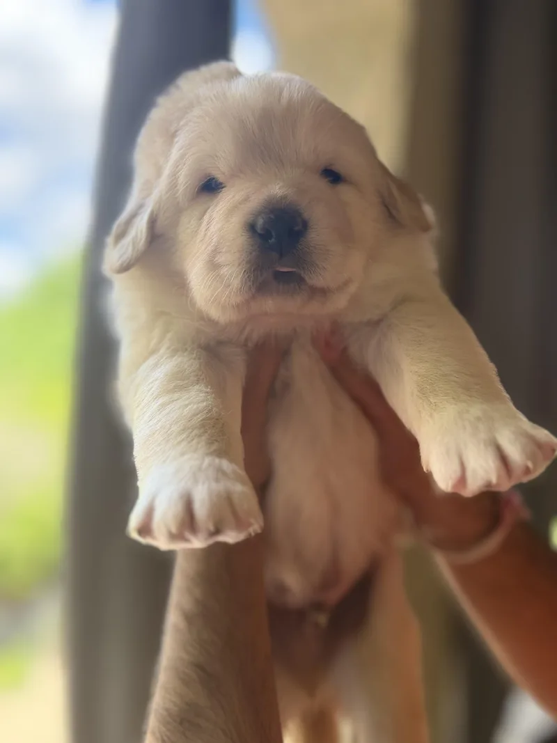 Garfieldgoofygonzo thumbnail 2