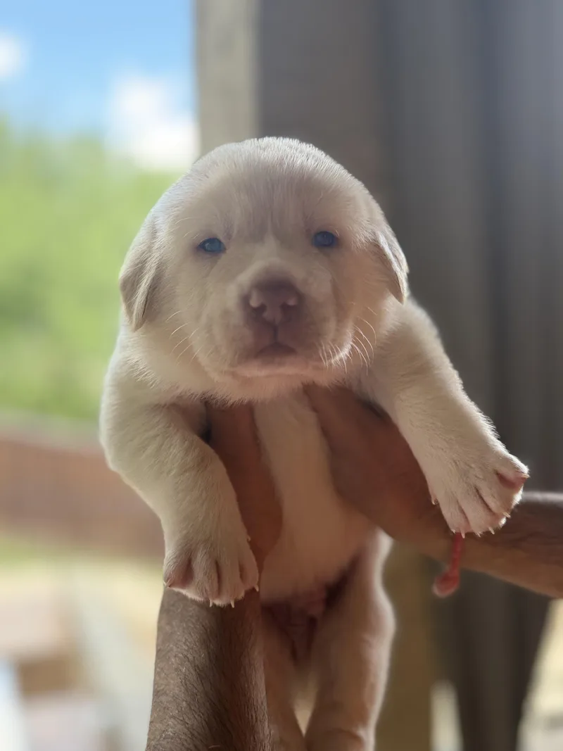 Garfieldgoofygonzo thumbnail 3