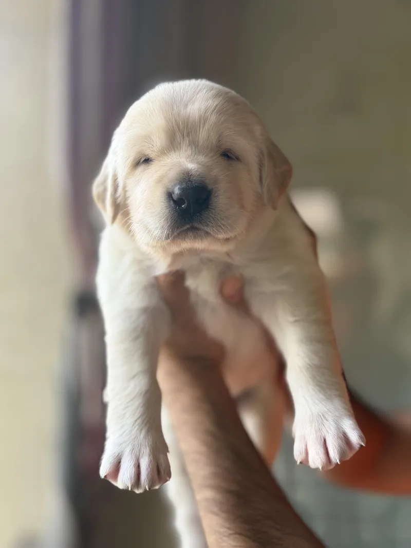 Garfieldgoofygonzo thumbnail 4