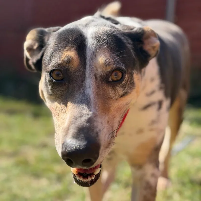 A young large-sized female Catahoula Leopard Dog named Ginny for adoption in Austin, TX