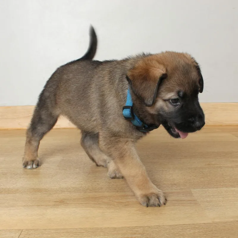 A baby small-sized female Brown / Chocolate Golden Retriever dog named Nami D for adoption in Minnetonka, MN