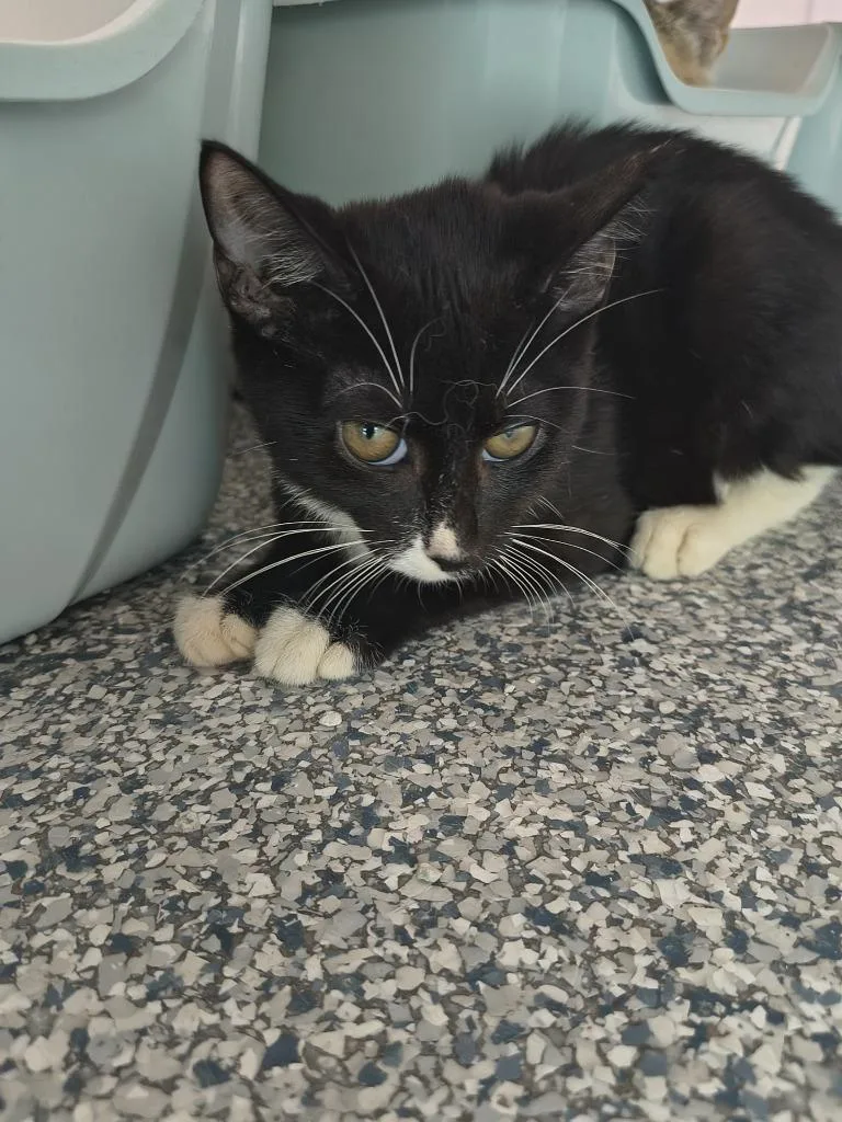 A baby medium-sized male Domestic Short Hair cat named Bobbie for adoption in Athens, TN