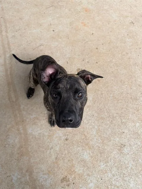 A young small-sized male Pit Bull Terrier dog named Hugh for adoption in Charlotte, NC