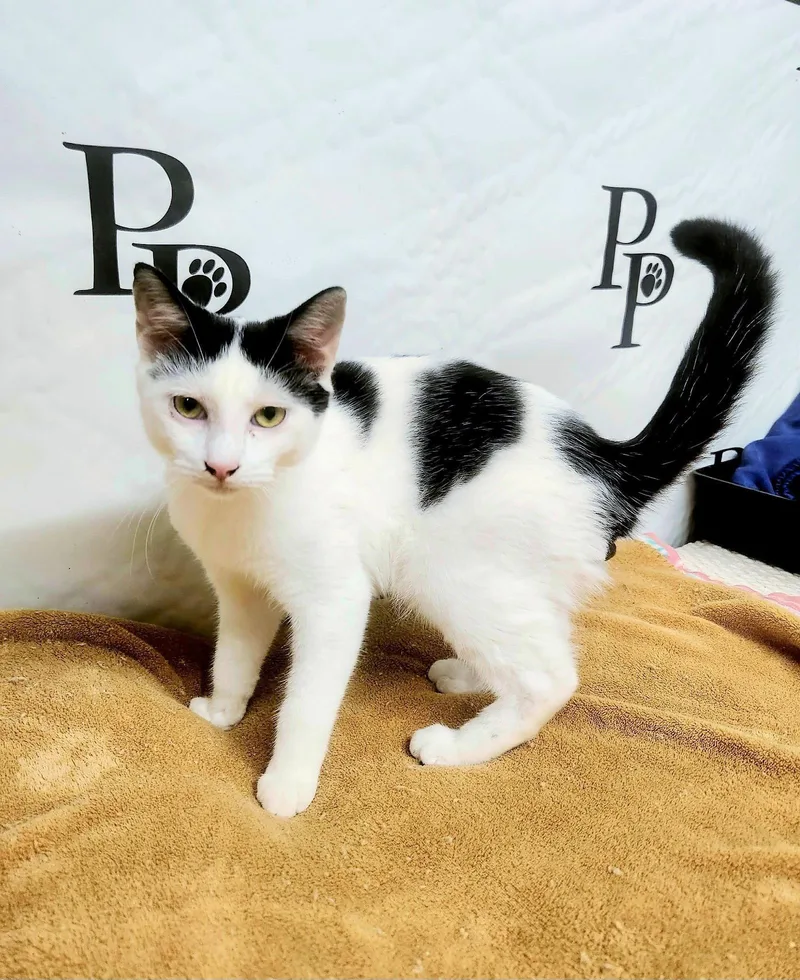 A young medium-sized male Domestic Short Hair cat named Blaze for adoption in Social Circle, GA