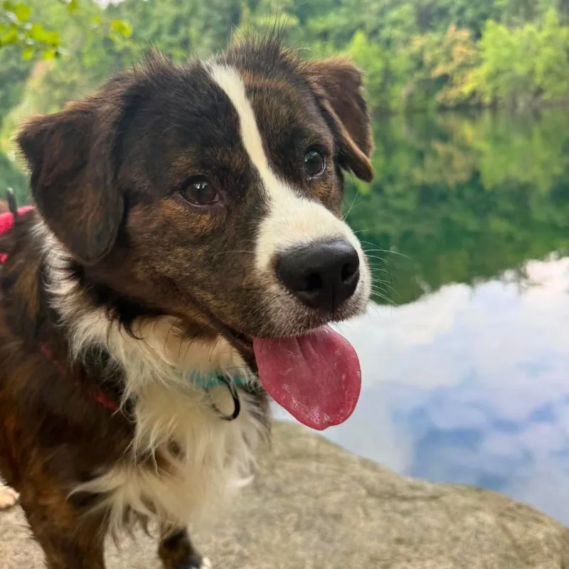 An adult medium-sized male Brindle Mixed Breed dog named Barkolemew for adoption in Fredericksburg, VA