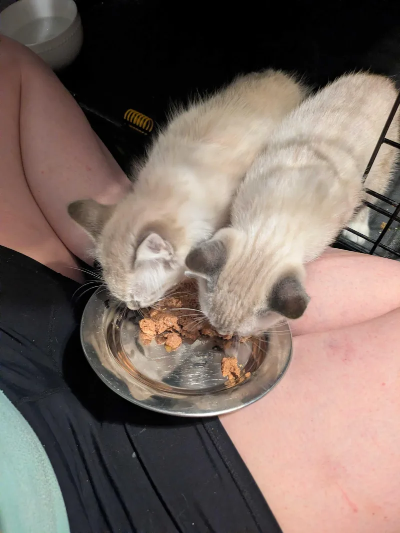 A baby medium-sized female Buff & White Domestic Short Hair cat named Sugar Cookie and Crème for adoption in Seattle, WA