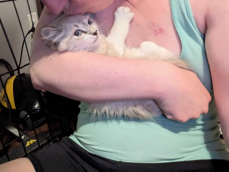 Sugar Cookie and Crème thumbnail 3