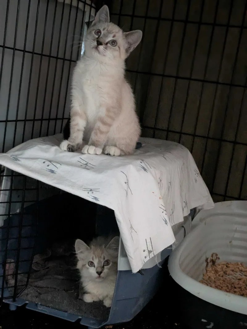 Sugar Cookie and Crème thumbnail 4