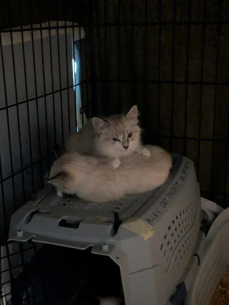 Sugar Cookie and Crème thumbnail 6