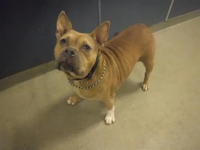 An adult medium-sized female American Bulldog dog named Dixie for adoption in Miami, FL