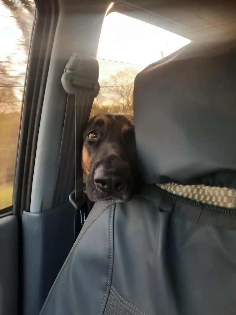 Hildie Girl thumbnail 3