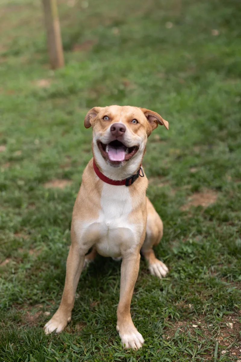 A young large-sized male Labrador Retriever dog named Noah for adoption in Talbott, TN