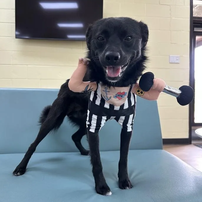 A young small-sized male Black Terrier dog named Jake for adoption in Verona, VA