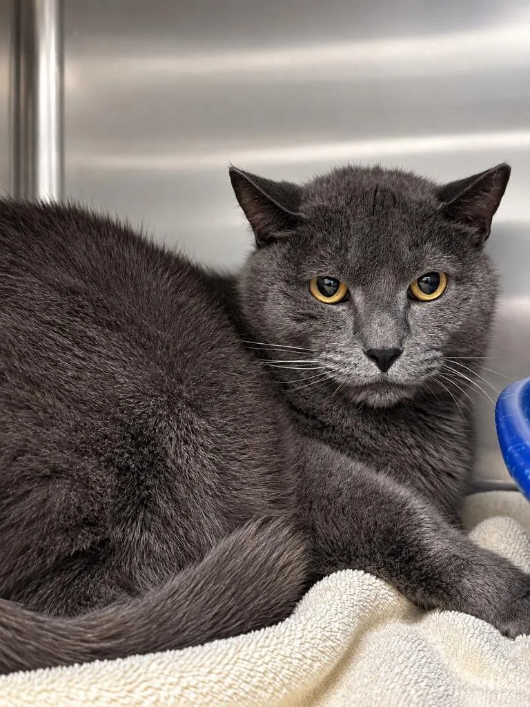 A young large-sized male Domestic Short Hair cat named Papa for adoption in Lima, OH