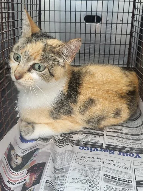 A young small-sized female Domestic Short Hair cat named Miss Gurl for adoption in San Antonio, TX