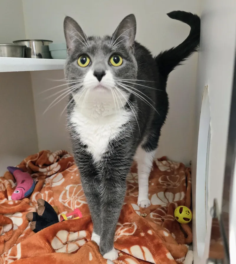 An adult medium-sized female Gray & White Domestic Short Hair cat named Luna for adoption in Amityville, NY