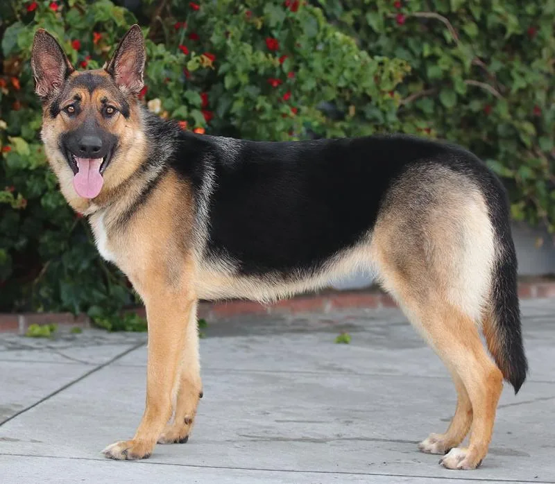 A young large-sized female Black German Shepherd Dog dog named Daisy Von Dreisen for adoption in Los Angeles, CA