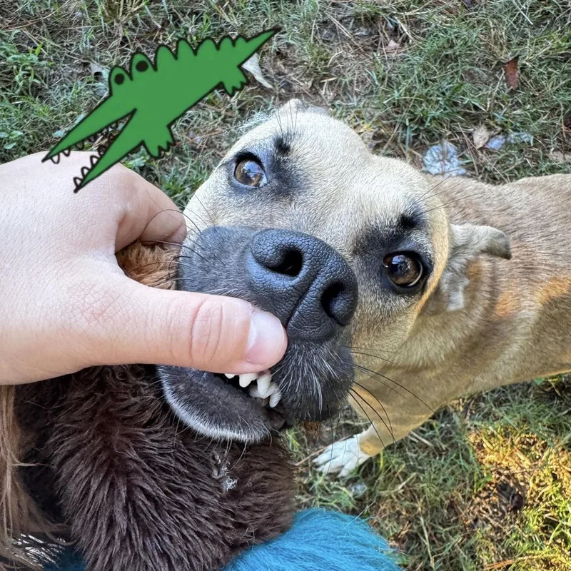 A young medium-sized female Yellow / Tan / Blond / Fawn Black Mouth Cur dog named Cholula for adoption in Liverpool, TX