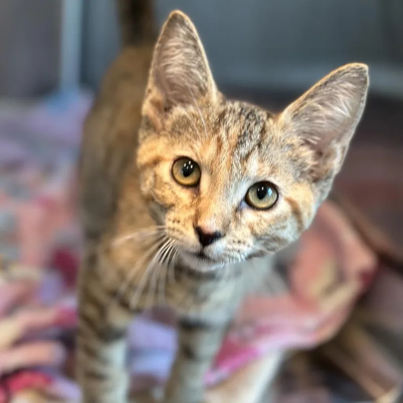 A baby small-sized female Torbie Domestic Short Hair cat named Pudding for adoption in Matteson, IL