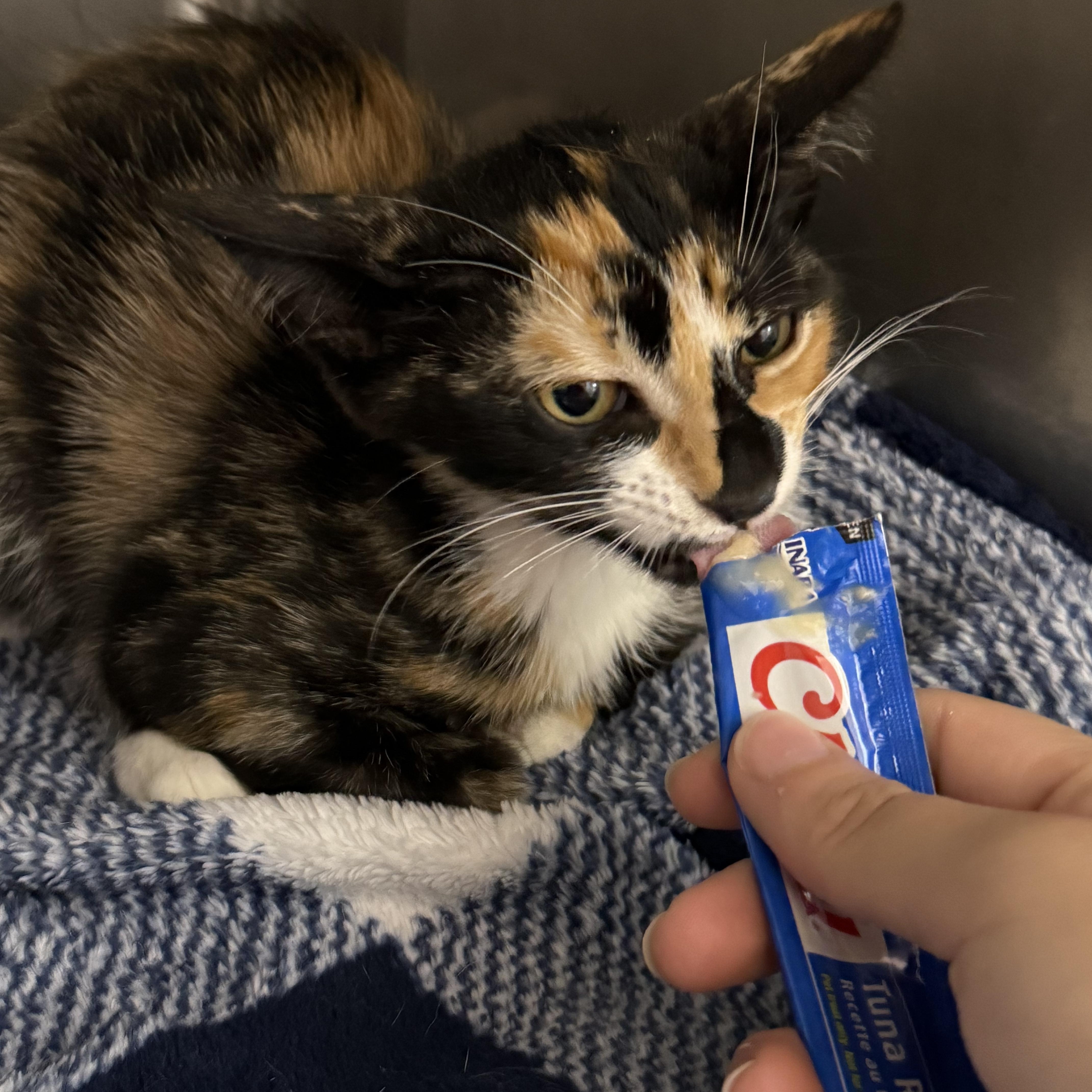 A baby medium-sized female Tortoiseshell Domestic Short Hair cat named Focaccia for adoption in Lauderhill, FL