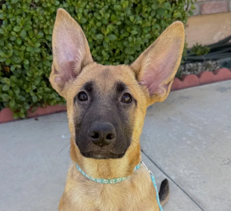A baby medium-sized male Bicolor German Shepherd Dog dog named Draco for adoption in Newport Beach, CA
