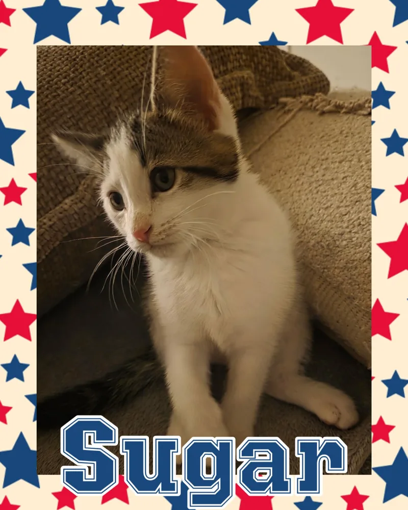 Sugar