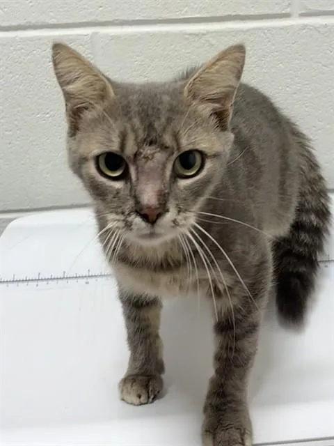 A young small-sized female Domestic Short Hair cat named Asia for adoption in Upper Marlboro, MD