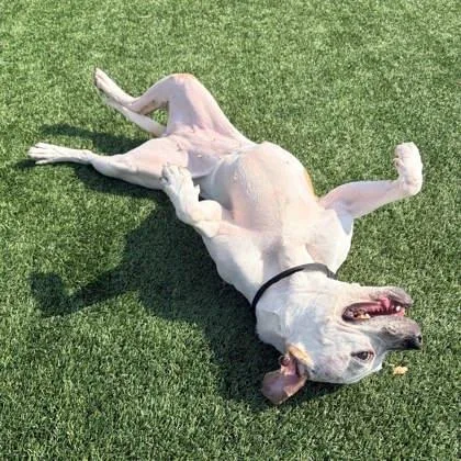 An adult medium-sized female White / Cream Mixed Breed dog named Poblana for adoption in Atlanta, GA