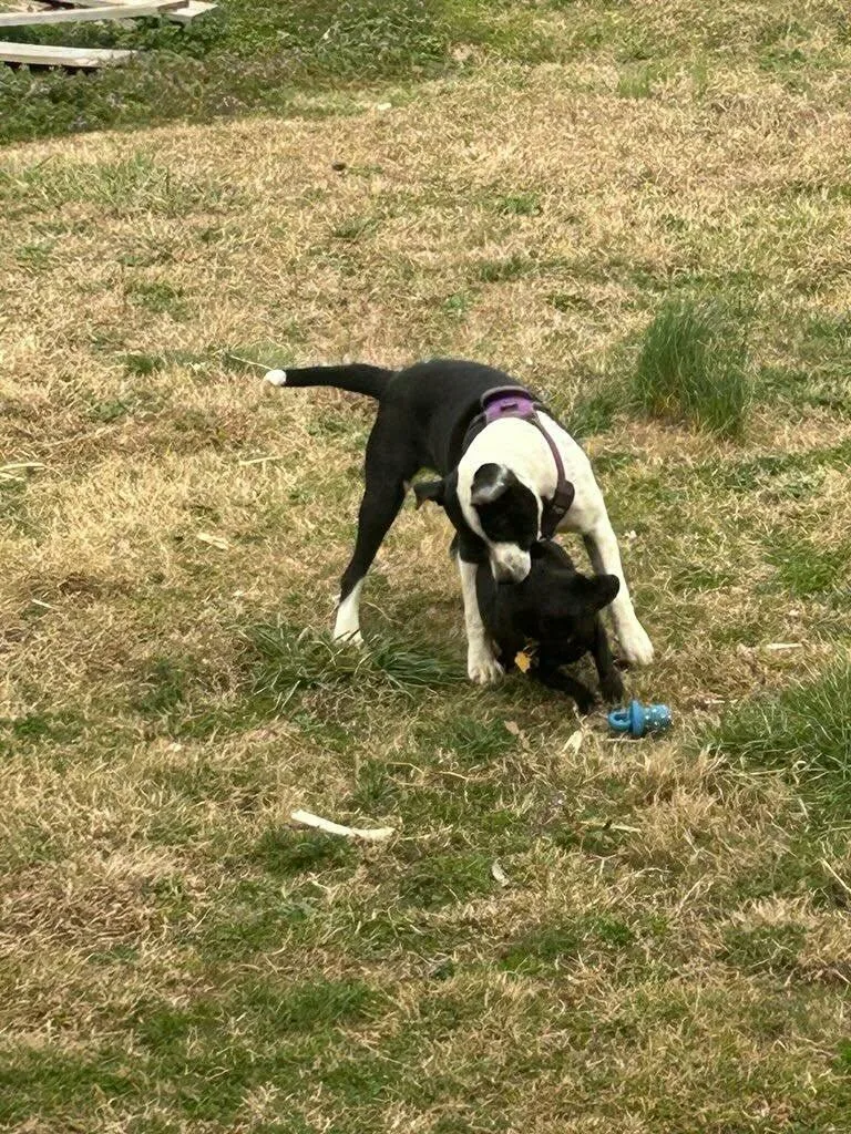 Oreo