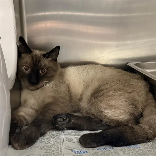 An adult small-sized male Domestic Short Hair cat named Sir Whiskers for adoption in Las Vegas, NV