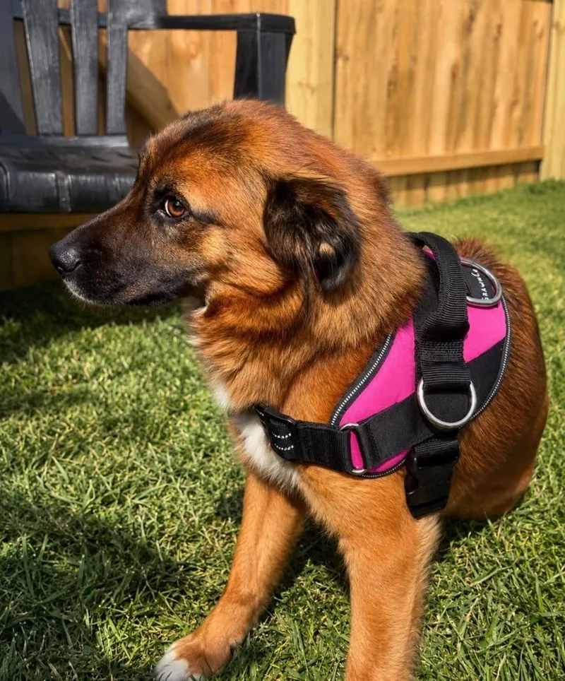 A baby medium-sized female Mixed Breed dog named Sophia for adoption in Centralia, IL