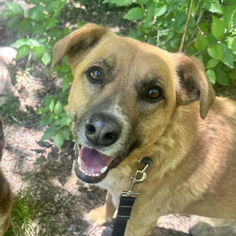 An adult medium-sized female Brown / Chocolate Labrador Retriever dog named Marmoset for adoption in Branford, CT