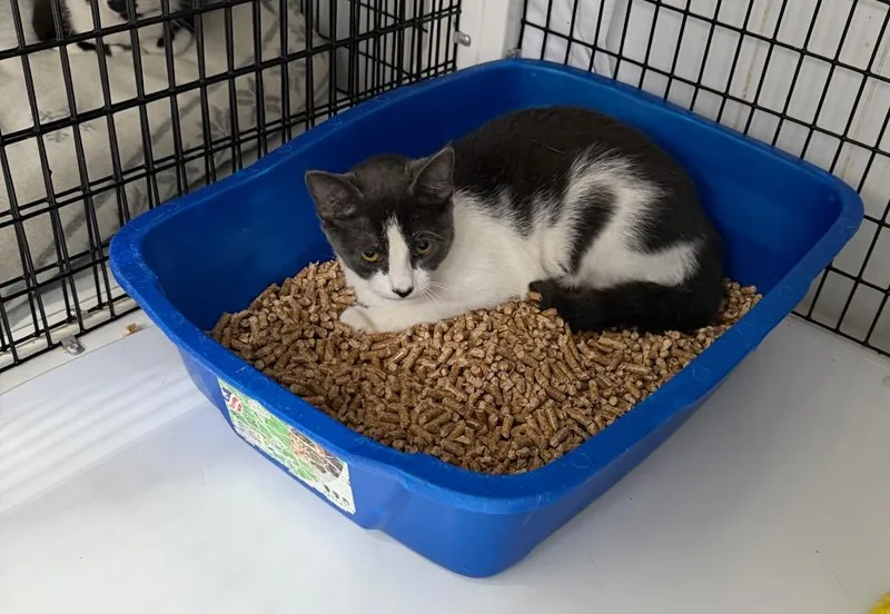 A baby large-sized female Domestic Short Hair cat named Rune for adoption in Ewing, NJ