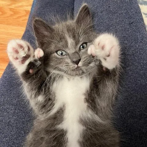 A baby small-sized male Gray / Blue / Silver Domestic Long Hair cat named Brady for adoption in Hopkinton, MA