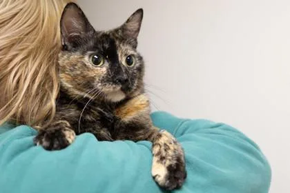 An adult medium-sized female Domestic Short Hair cat named Mia for adoption in Ringoes, NJ