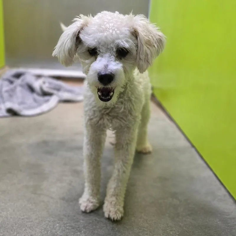 An adult small-sized male White / Cream Poodle dog named Dandy Doodle for adoption in San Jacinto, CA