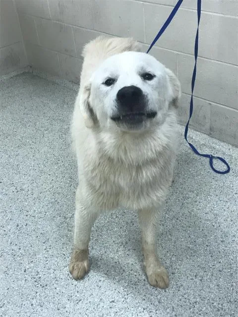 A young large-sized male Great Pyrenees dog named A for adoption in Conroe, TX