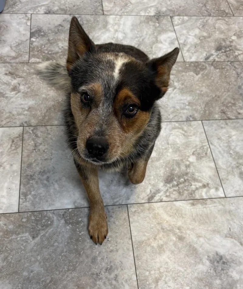 An adult medium-sized male White / Cream Australian Cattle Dog / Blue Heeler dog named Bolt for adoption in Rochester, IN