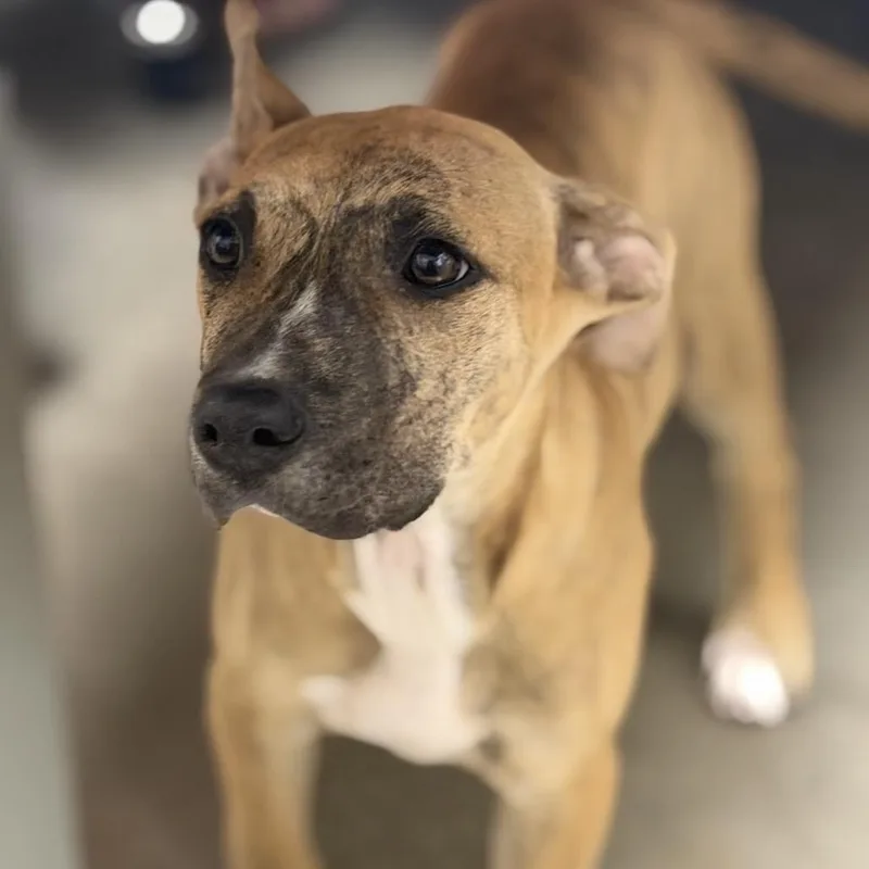A baby medium-sized female Brown / Chocolate Mixed Breed dog named Fancy for adoption in Midland, TX